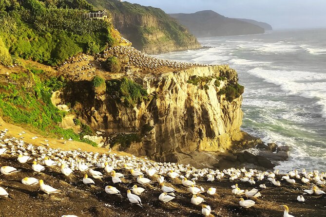 12 Day New Zealand Private Tour from Auckland to Queenstown - Key points before you go