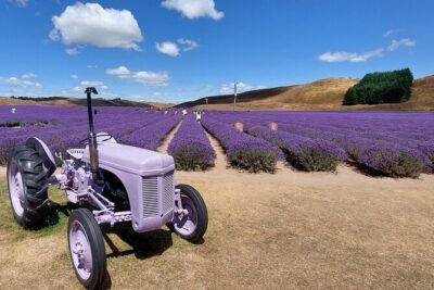 12 Day New Zealand Private Tour from Auckland to Queenstown - North Island highlights: Auckland, Hobbiton, and Rotorua geothermal days