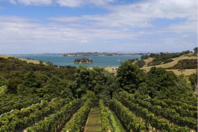 2.5 Hours Wine Tour in Waiheke Island for Cruise Ship Travelers - Value check: what you really get for $130.32