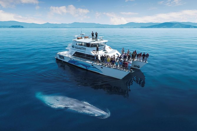 3 Day Bay Of Islands Tour from Auckland including Waitangi and Cape Reinga - Who this tour suits best (and who may feel cramped)
