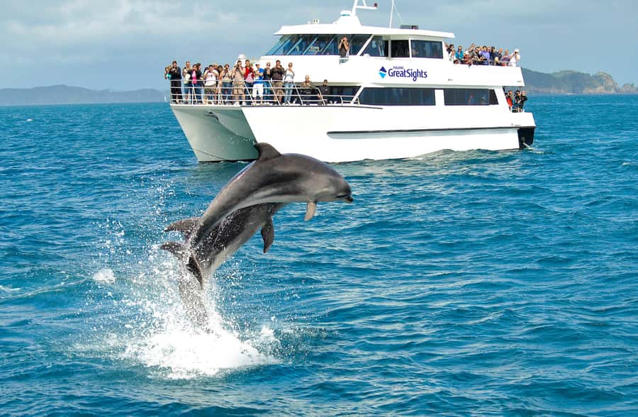 Auckland: Bay of Islands Day Tour with Dolphin Cruise - Price and What You’re Really Paying For (Not Just the Sticker)