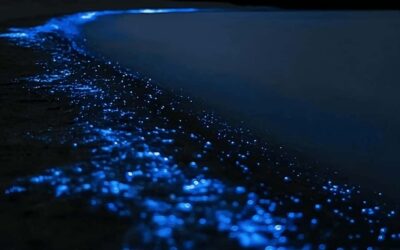 Auckland: Bioluminescence Kayak Tour with Guide - North Auckland logistics: you’re not just showing up at dawn