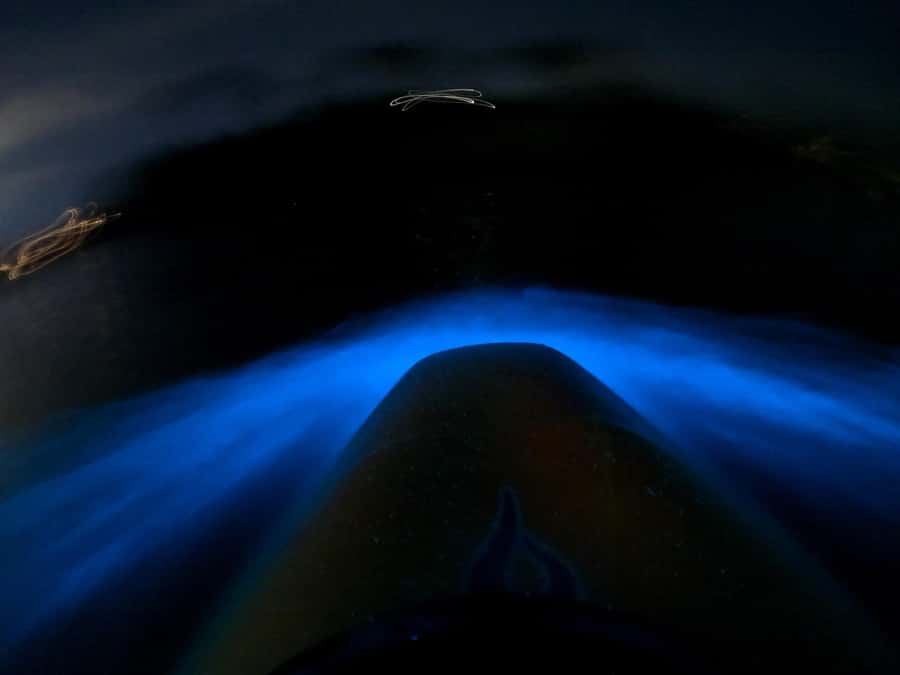 Auckland: Bioluminescence Kayak Tour with Guide - A few practical tips that make a big difference