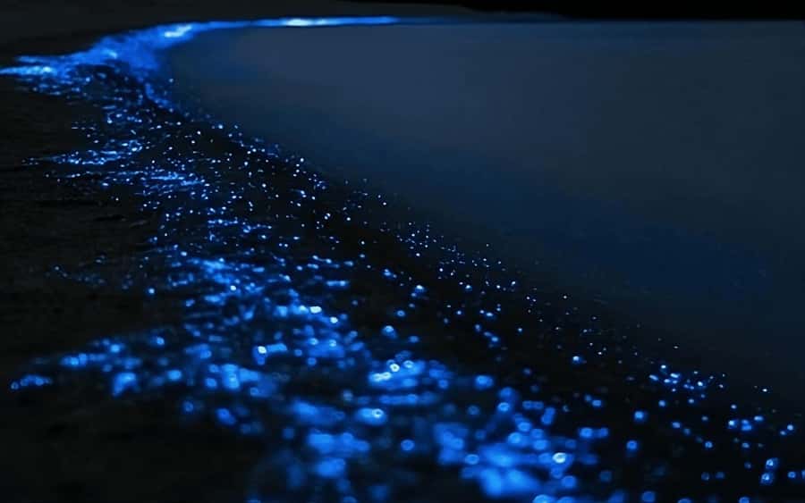 Auckland: Bioluminescence Kayak Tour with Guide - North Auckland logistics: you’re not just showing up at dawn