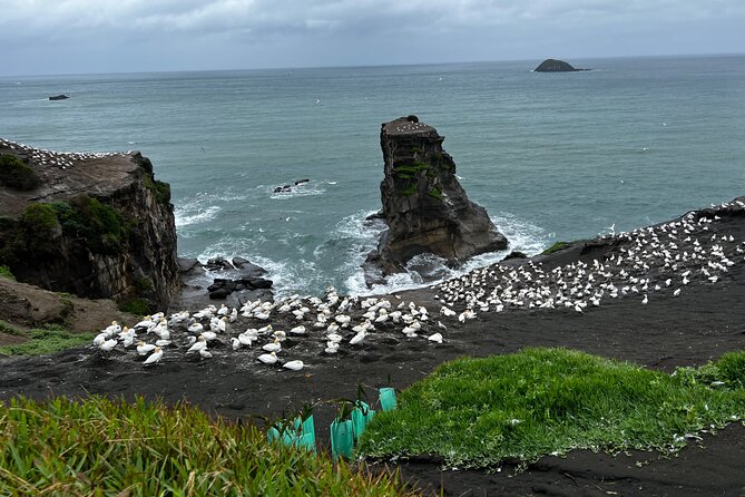 Auckland City and West Coast Black Sand Beach Full Day Tour - Morning start: Mount Eden and Bastion Point to set the whole day