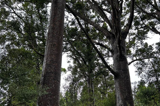 Auckland City and West Coast Black Sand Beach Full Day Tour - Arataki Visitor Centre and the Waitākere Ranges switch from sea to bush