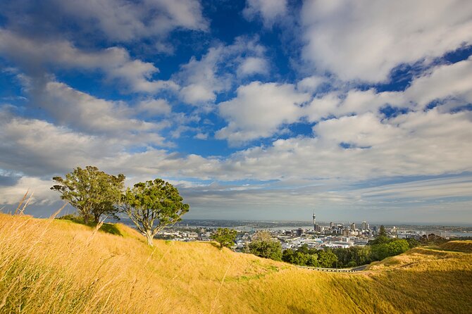 Auckland City and West Coast Full Day Tour - Waitakere Ranges at Arataki: Rainforest Views and Kauri Time