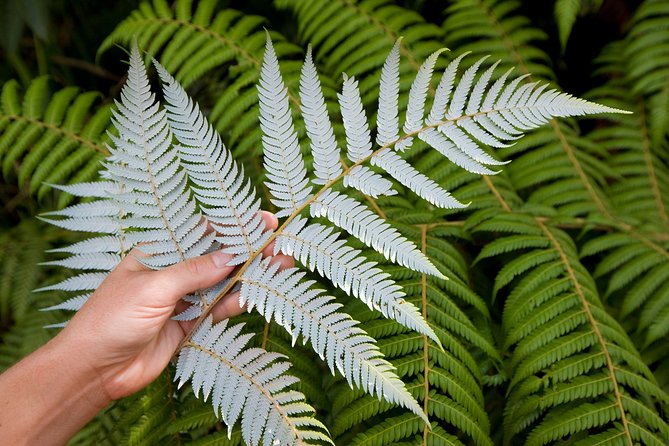 Auckland City and West Coast Full Day Tour - City Warm-Up Stops: Lake Pupuke, Westhaven, and Auckland Domain