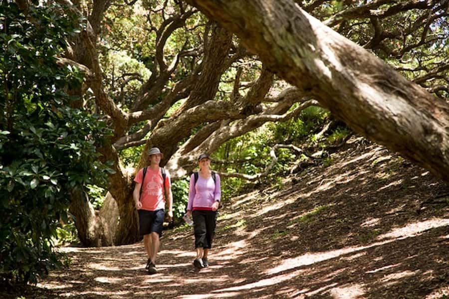 Auckland City and West Coast Luxury Tour - Key moments worth planning for