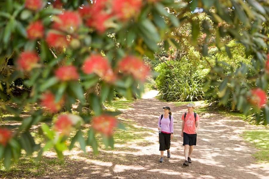 Auckland City and West Coast Luxury Tour - A full-day route that links Auckland to the West Coast