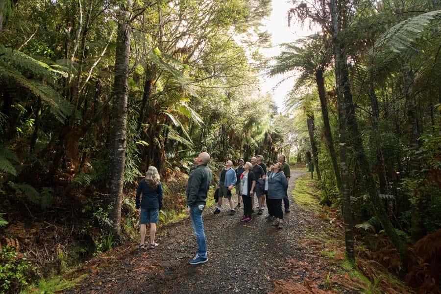 Auckland City, Beaches & Rainforest Premium Small Group Tour - Morning City Loop: Domain to Harbour Bridge Sightseeing
