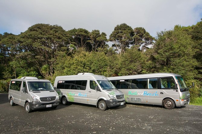 Auckland City Highlights, Afternoon Piha Beach & Rainforest Tour - Rainforest Walk in Waitakere: kauri, ferns, and bird calls
