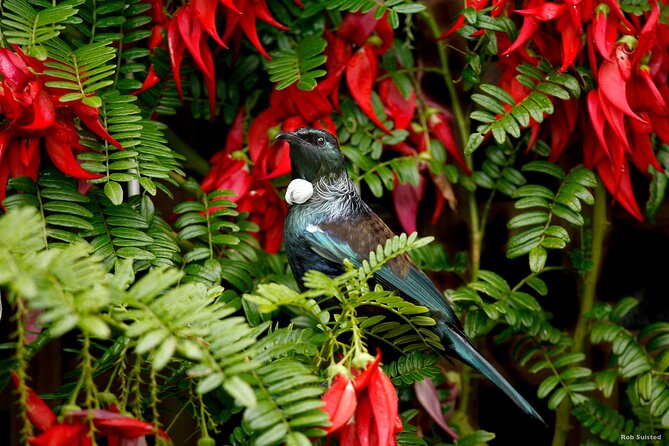 Auckland City Highlights, Afternoon Piha Beach & Rainforest Tour - Guides and group energy: when stories make the sights click