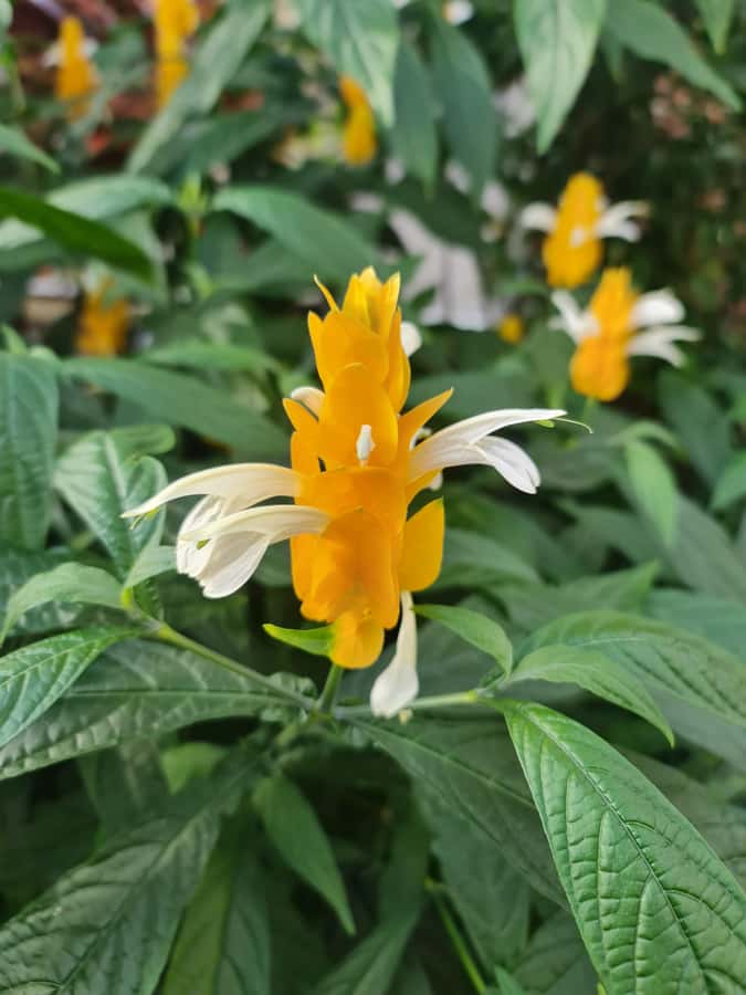 Auckland City Highlights Half Day Tour - Domain Wintergardens: a calmer pause with actual character