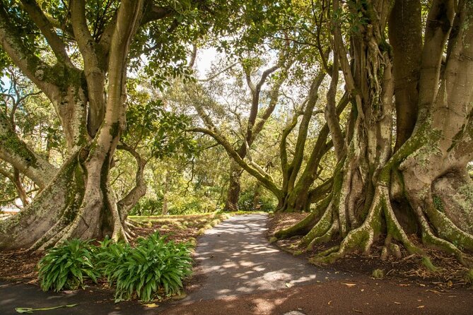 Auckland City Self Guided Walking Tour with an APP - Who should book this self-guided Auckland walk