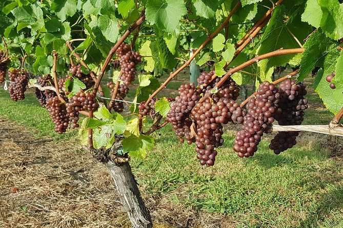 Auckland City Tour & Kumeu Wine Country Includes Wine Tastings & Lunch - Westbrook Winery and Coopers Creek: the rest of your tastings