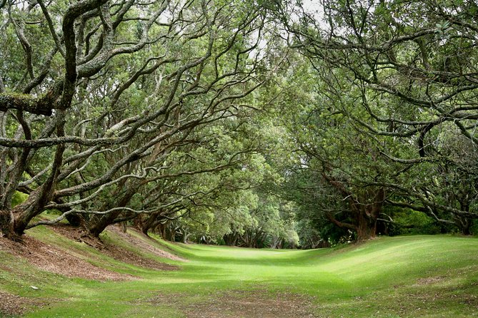 Auckland Coastal Experience - Small Group City & Beach Tour Incl. Wine Tasting - Two Vineyard Tastings: Westbrook Winery and Soljans Estate