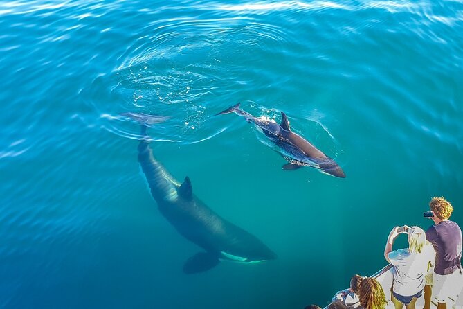 Auckland Dolphin and Whale Watching Eco-Safari Cruise - Key things I’d pay attention to