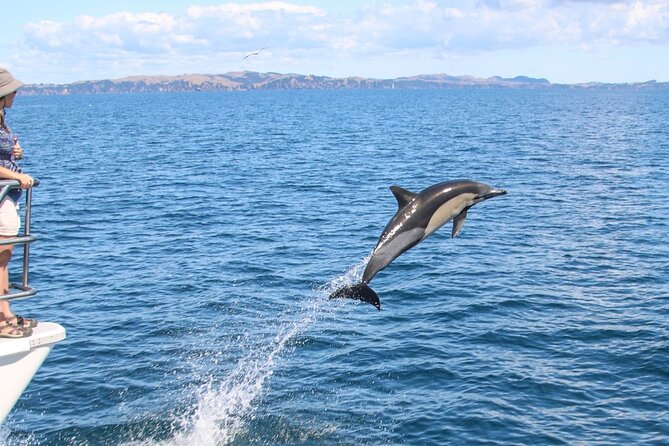 Auckland Dolphin and Whale Watching Eco-Safari Cruise - The search is real: how spotting works and why whales can still be elusive