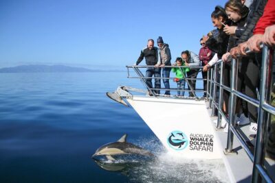 Auckland Dolphin and Whale Watching Eco-Safari Cruise - The wildlife menu: dolphins, Bryde’s whales, seals, and seabirds