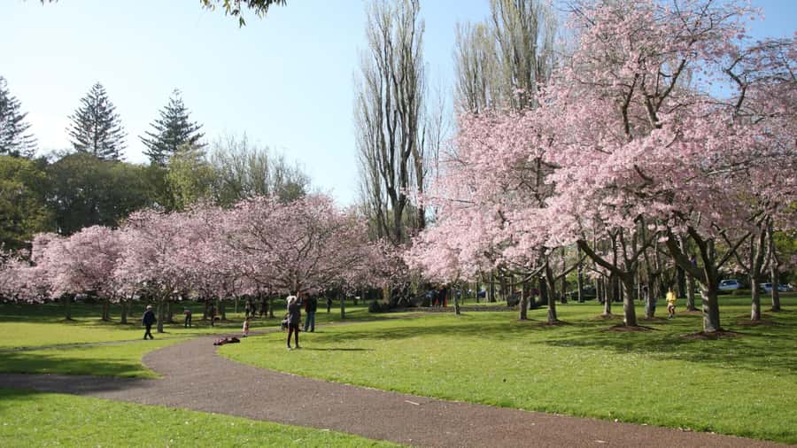 Auckland: Full-Day City Tour - Why this 8-hour Auckland loop works for first-time orientation