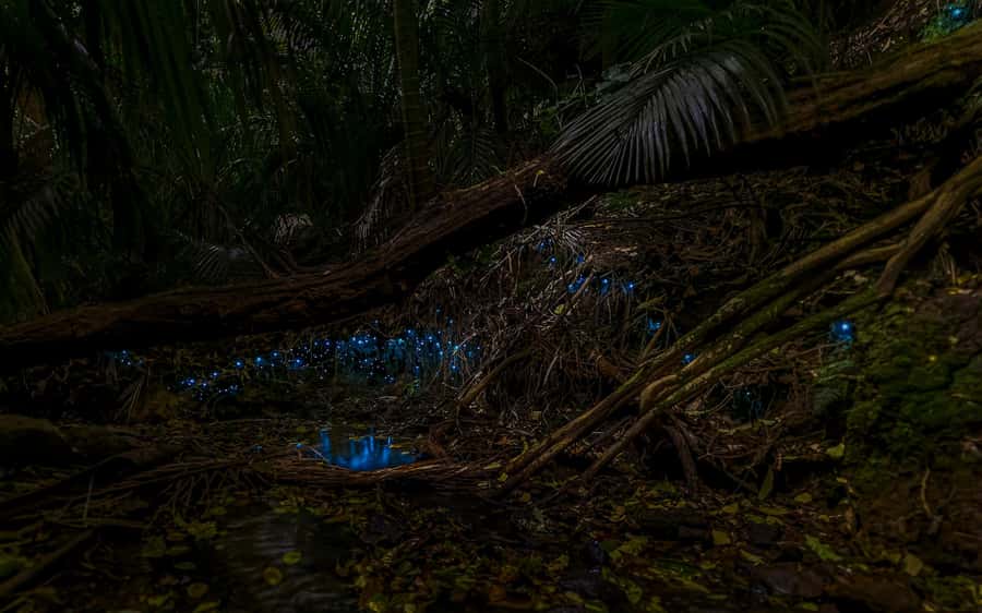 Auckland: Inner-City Glowworm Experience in Ancient Volcano - Pukekawa trails: what the hike part actually gives you