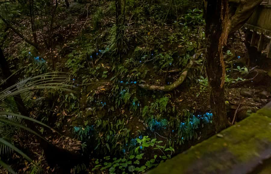 Auckland: Inner-City Glowworm Experience in Ancient Volcano - Glowworm viewing without barriers: rules that shape your photos
