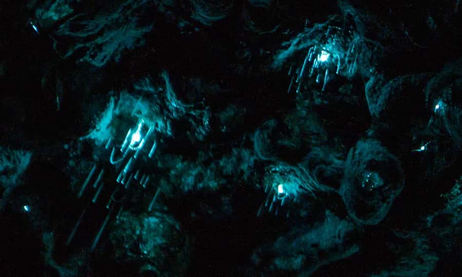 Auckland: Inner-City Glowworm Experience in Ancient Volcano - Meeting at Wintergarden Cafe and getting ready for a dark walk