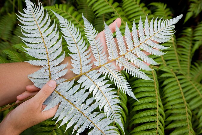 Auckland Maori Tour - Arataki Visitor Centre: The Waitakere Gateway to Nature
