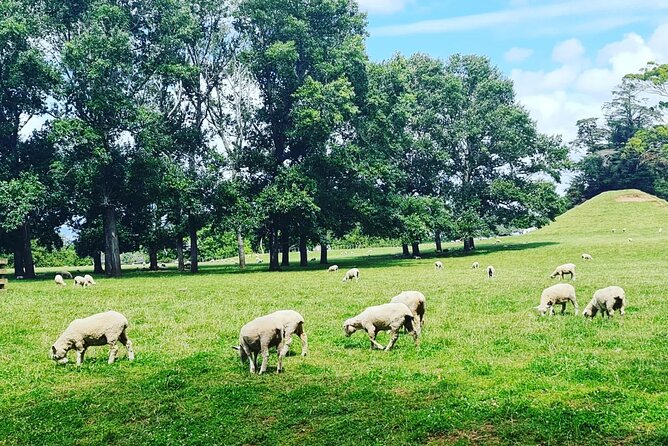 Auckland Nature Tour - How the 330 minutes actually feels: timing, walking, and what to wear