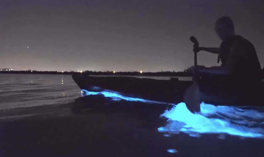 Auckland: Night Kayak Tour in Glowing Bioluminescent Waters - Choosing Your Launch: Okura Boat Ramp vs Waiake Beach