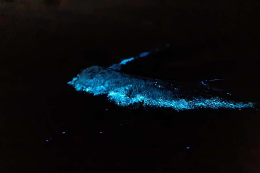 Auckland: Night Kayak Tour in Glowing Bioluminescent Waters - Price and Time: Is $56 Good Value for Sea Sparkle?