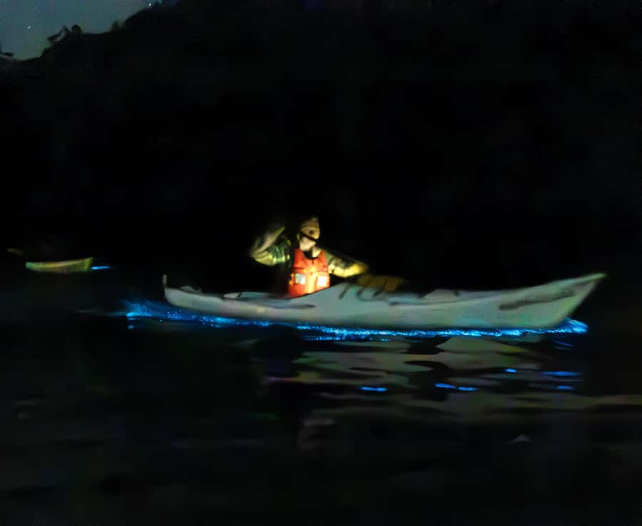 Auckland: Night Kayak Tour in Glowing Bioluminescent Waters - Who This Tour Fits Best (and Who Might Prefer Something Else)