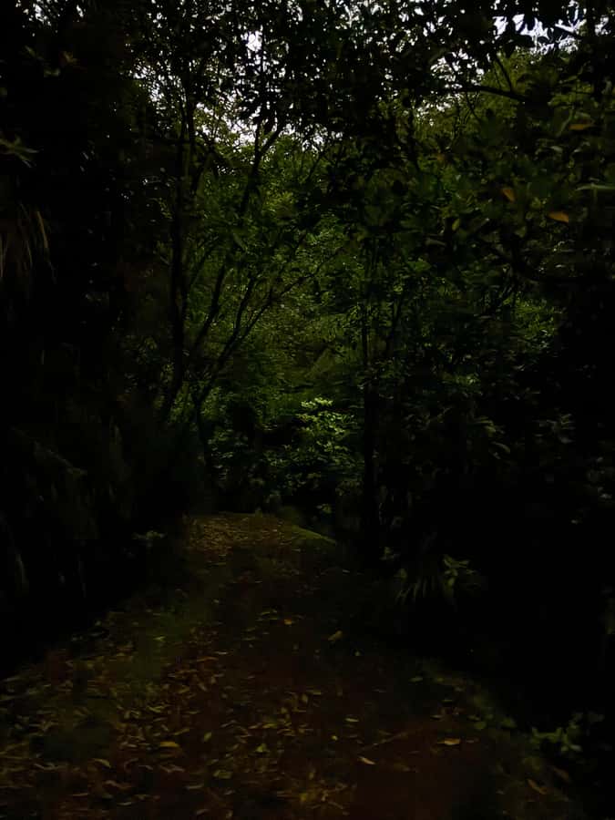 Auckland North Shore Glowworm Tour - Key highlights you will care about