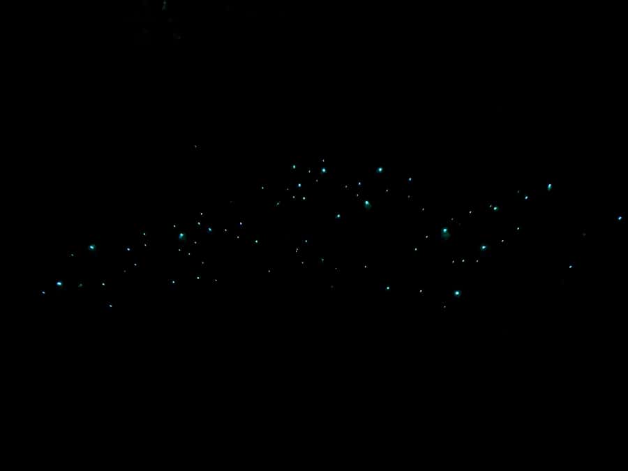 Auckland North Shore Glowworm Tour - Meeting at Hairluxx Boutique and setting the mood