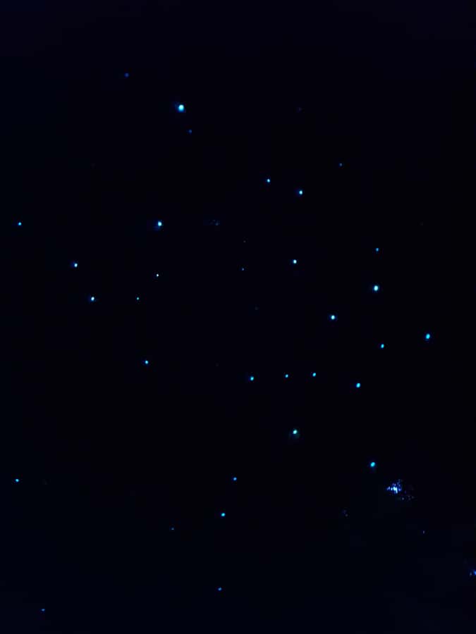 Auckland North Shore Glowworm Tour - The glowworm spotting: Arachnocampa luminosa, silk threads, and that blue-green light