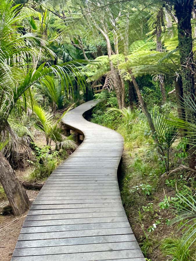 Auckland: Piha Beach, Rainforest, & Mount Eden Private Tour - Piha Beach: black sand, Lion Rock, and surf drama on a world-class coast
