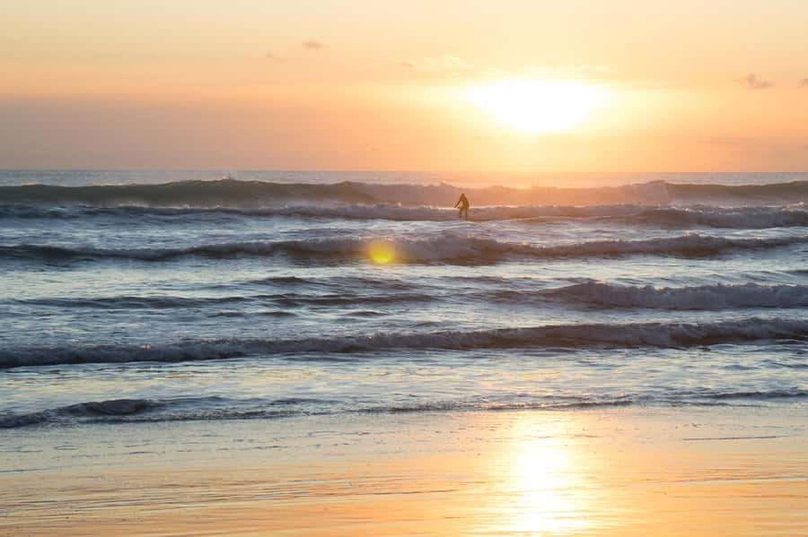 Auckland Private Tour: West Coast Wilderness & Piha Beach - Quick hits before you go