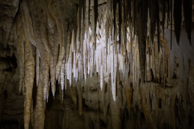 Auckland: Rotorua Māori Village, Waitomo Caves & Lunch - Lunch at Whakarewarewa: Picnic Setting + the Taste of Rotorua