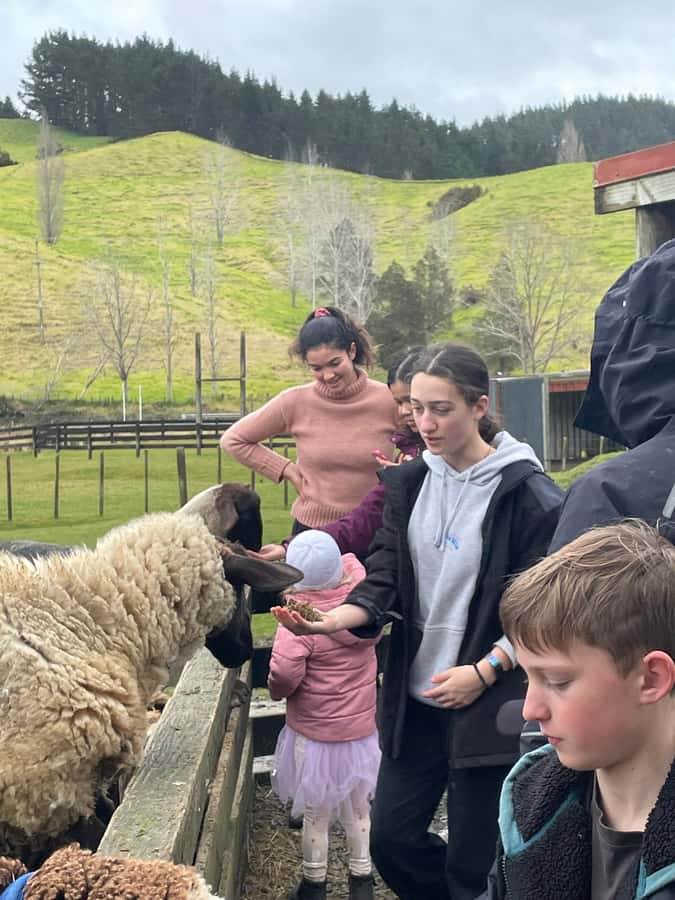 Auckland: Sheepworld, Honey Centre, & Kauri Trail Tour - Key Highlights Worth Your Time
