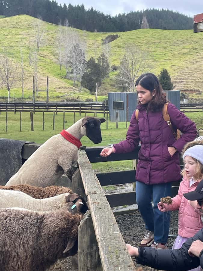 Auckland: Sheepworld, Honey Centre, & Kauri Trail Tour - The 6-Hour Plan: How This Tour Fits Your Auckland Day