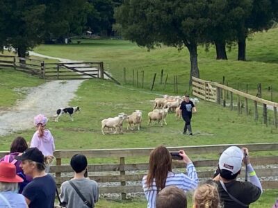 Auckland: Sheepworld, Honey Centre, & Kauri Trail Tour - Pickup, Van Comfort, and the Drive Along State Highway One