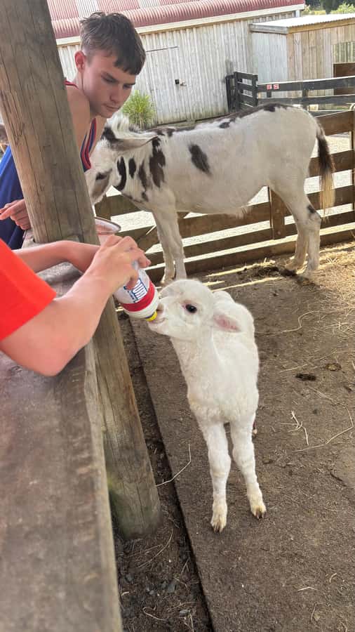 Auckland: Sheepworld, Honey Centre, & Kauri Trail Tour - Parry Kauri Trail: A 20-Minute Walk Among Kauri Giants
