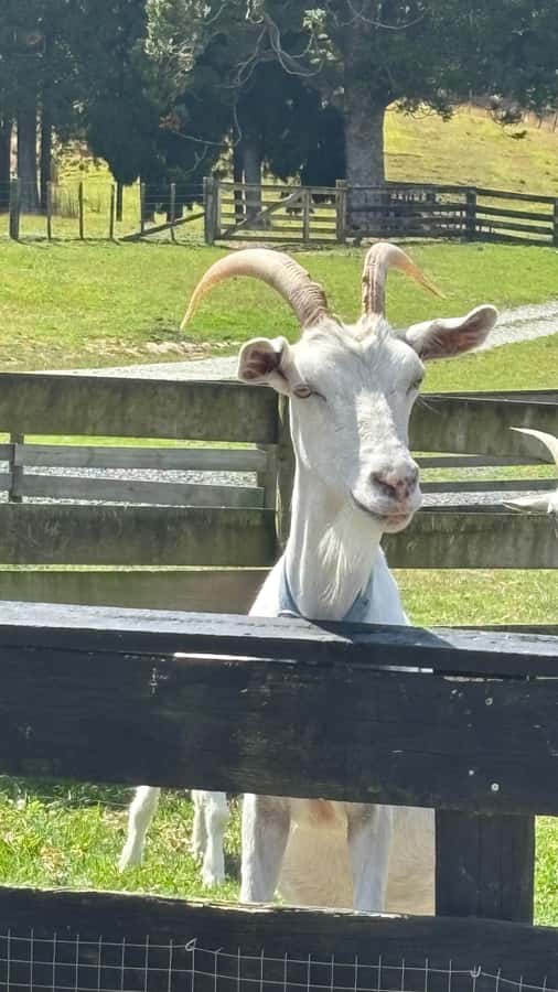 Auckland: Sheepworld, Honey Centre, & Kauri Trail Tour - The Hidden Value: What You Actually Learn (Not Just What You See)
