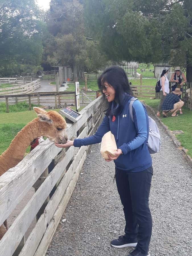 Auckland: Sheepworld, Honey Centre, & Kauri Trail Tour - Who This Tour Suits Best