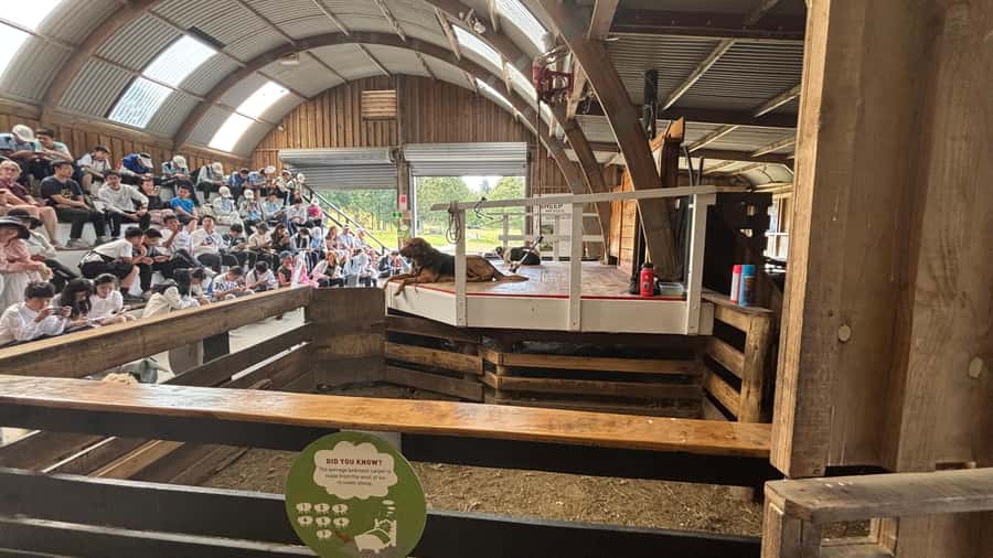 Auckland: Sheepworld, Honey Centre, & Kauri Trail Tour - Quick Practical Tips Before You Go