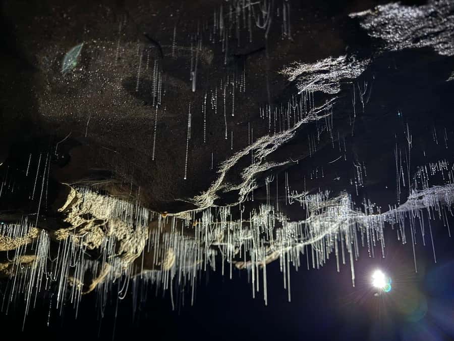 Auckland: Spellbound Glowworm Caves Explorer Tour - Auckland to Waitomo: the long drive that sets the mood