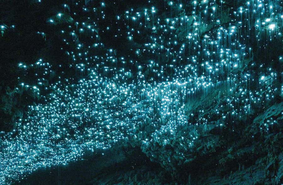 Auckland: Spellbound Glowworm Caves Explorer Tour - Glowworm Grotto plus the boat ride: the classic star-sky moment