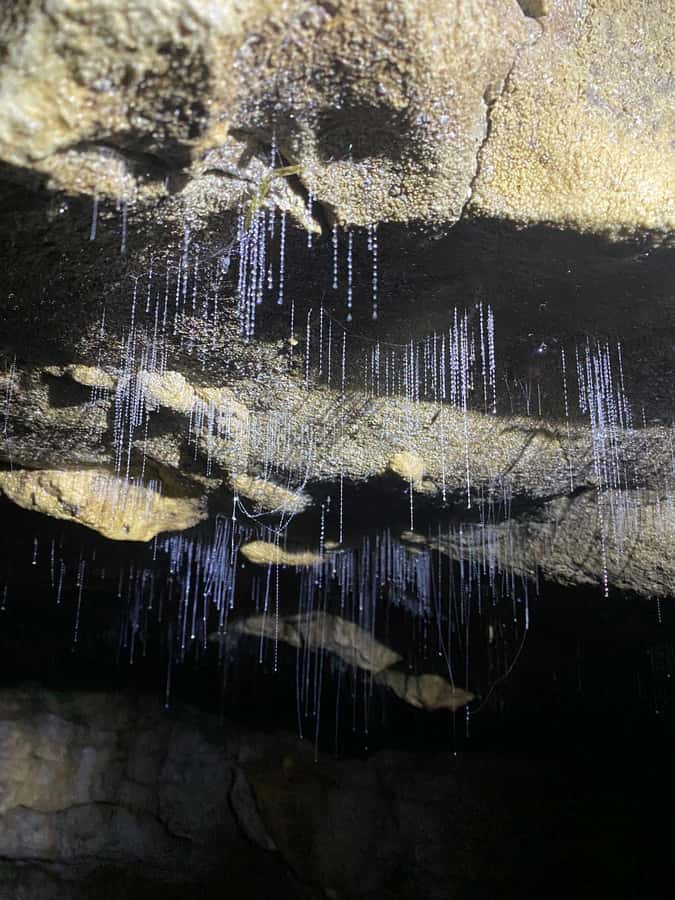 Auckland: Spellbound Glowworm Caves Explorer Tour - Otorohanga break: how to handle the one-hour lunch gap