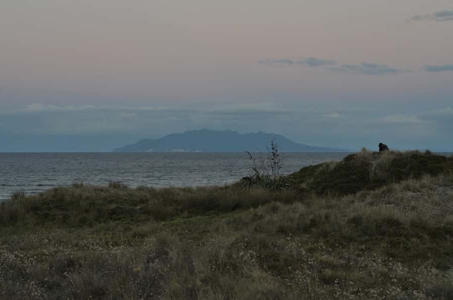 Auckland (Tawharanui): Wild Kiwi Bird Spotting Encounter - FAQ